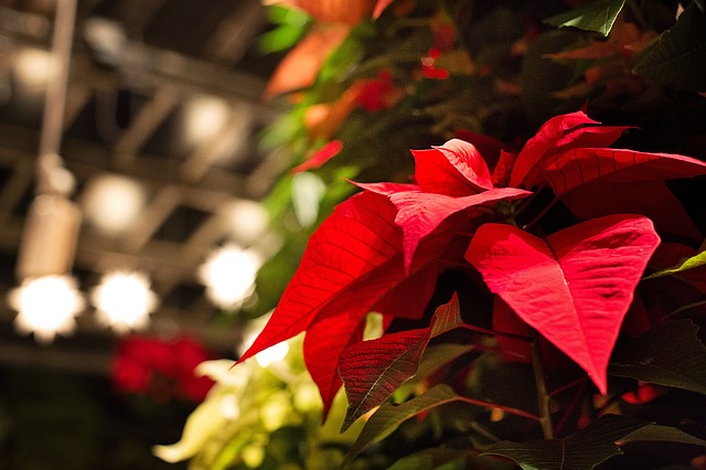 It’s the Most Wonderful Time of the Year…for Home Improvement
